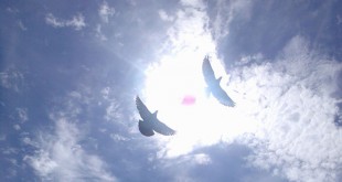 голуби в небе