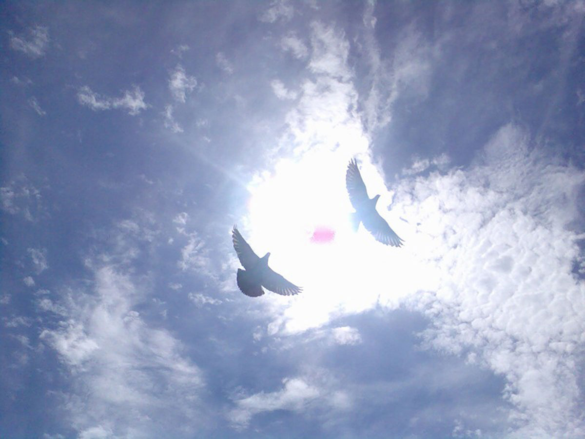 голуби в небе